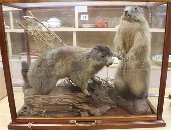 A cased pair of taxidermic marmots